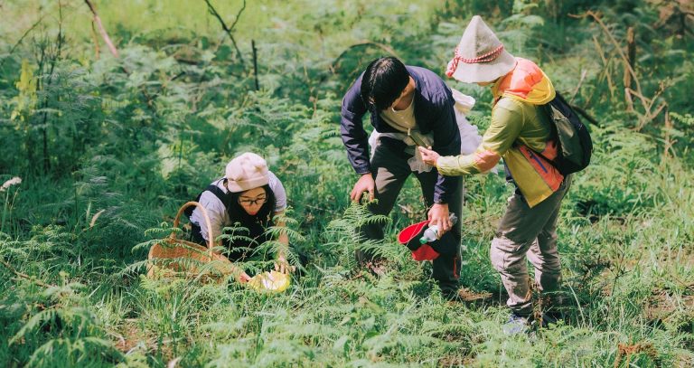 Đặc sản thơm ngon chỉ mọc mùa mưa, khách đổ về rừng thông Đà Lạt săn lùng Đặc sản thơm ngon chỉ mọc mùa mưa, khách đổ về rừng thông Đà Lạt săn lùng