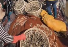 Địa phương hút khách dịp lễ 1/5: Rải 1,5 tấn ngao ra biển để nhặt thoải mái