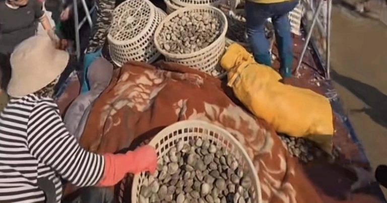 Địa phương hút khách dịp lễ 1/5: Rải 1,5 tấn ngao ra biển để nhặt thoải mái Địa phương hút khách dịp lễ 1/5: Rải 1,5 tấn ngao ra biển để nhặt thoải mái