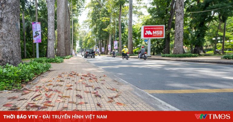 Mùa hoa dầu bay – ký ức trên những con đường Sài Gòn xưa Mùa hoa dầu bay – ký ức trên những con đường Sài Gòn xưa