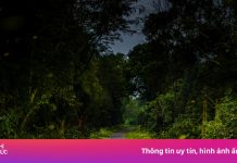 Ngày ‘săn’ bướm, đêm ngắm đom đóm trong rừng Cúc Phương