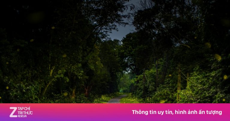 Ngày ‘săn’ bướm, đêm ngắm đom đóm trong rừng Cúc Phương Ngày ‘săn’ bướm, đêm ngắm đom đóm trong rừng Cúc Phương