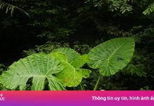 Trào lưu chụp ảnh ‘người tí hon’ với cây ráy khổng lồ tại Cúc Phương