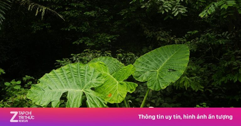 Trào lưu chụp ảnh ‘người tí hon’ với cây ráy khổng lồ tại Cúc Phương Trào lưu chụp ảnh ‘người tí hon’ với cây ráy khổng lồ tại Cúc Phương