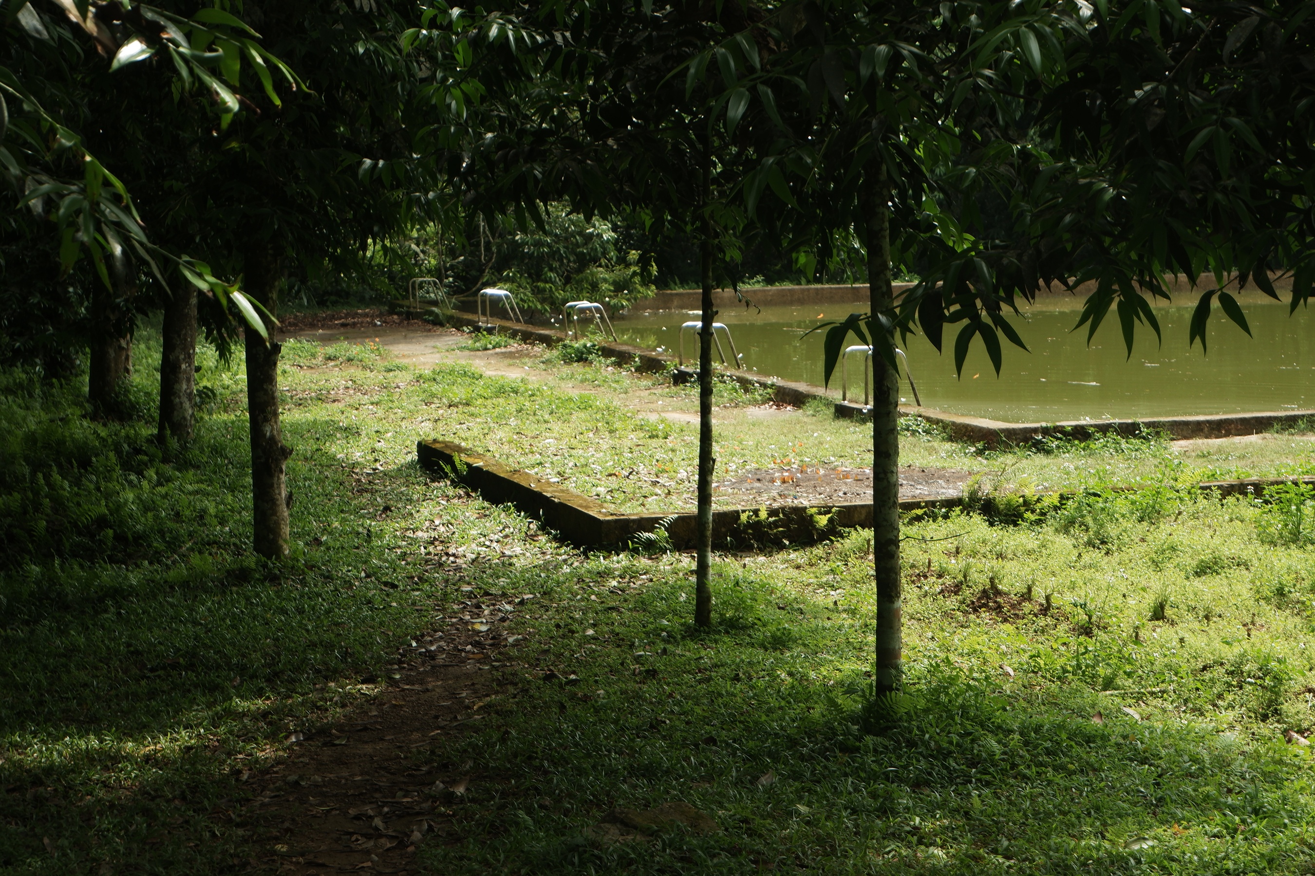 cay ray khong lo anh 16