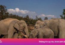 Nơi ‘nghỉ hưu’ của voi cõng khách ở Thái Lan