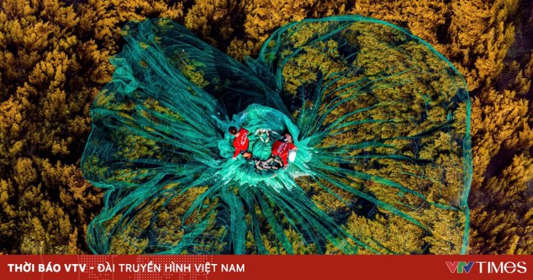 Cánh đồng rong vàng ươm dưới lòng đại dương