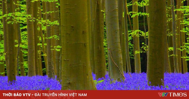Khám phá rừng hoa chuông lớn nhất thế giới ở Bỉ Khám phá rừng hoa chuông lớn nhất thế giới ở Bỉ
