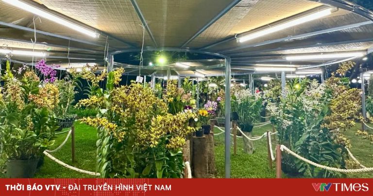 Festival hoa lan TP Hồ Chí Minh 2025: Chuyến tàu đa sắc kết nối ba miền Festival hoa lan TP Hồ Chí Minh 2025: Chuyến tàu đa sắc kết nối ba miền