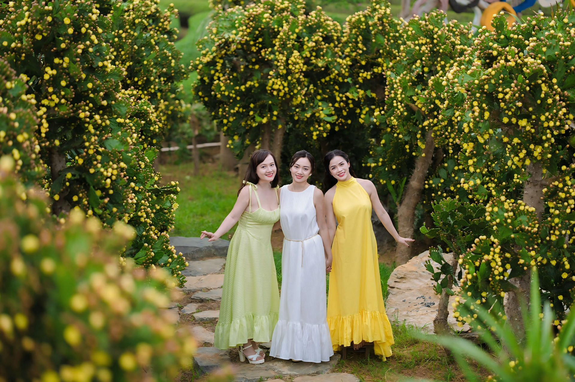 hoa xương rồng mộc châu
