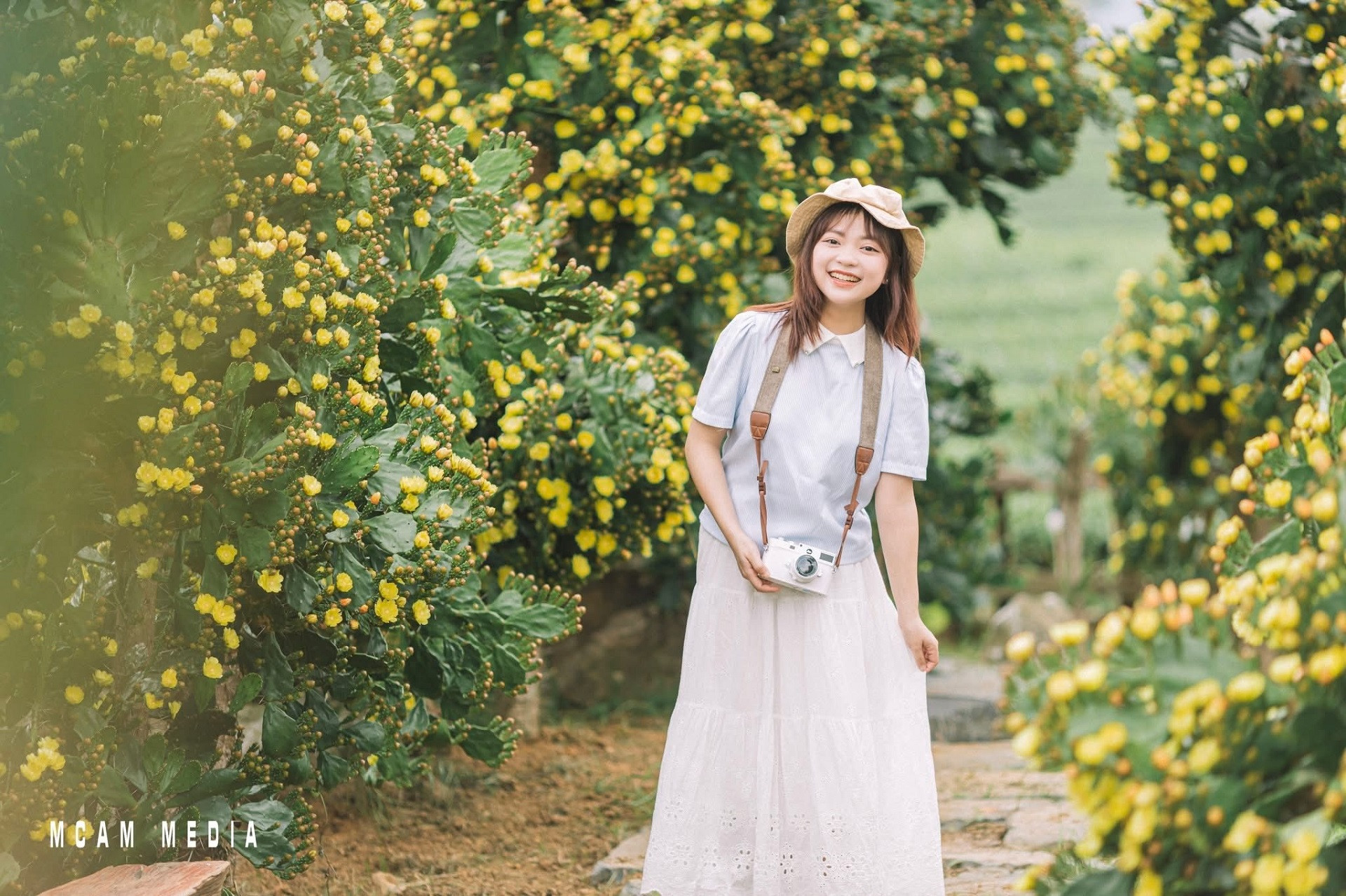 hoa xương rồng mộc châu