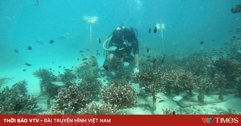 Tái tạo ngôi nhà của biển Tái tạo ngôi nhà của biển