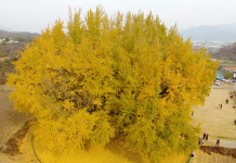 Ngôi làng có ‘báu vật’ hơn 800 năm, thu hút hàng nghìn du khách mỗi ngày