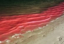 Nước biển ở Hạ Long màu đỏ phát ánh sáng xanh trong đêm, chuyên gia nói gì?