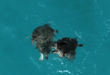 Tôi sững sờ nhìn 4 con rùa quần tụ ở Côn Đảo