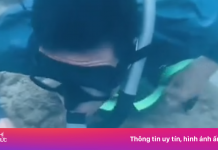 Nhắc nhở TikToker lặn ngắm san hô ở Nha Trang