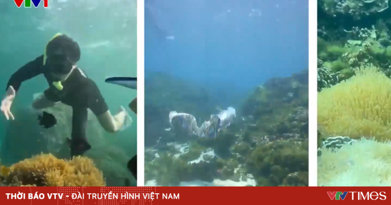 Trải nghiệm chèo Sup, lặn biển ngắm san hô Trải nghiệm chèo Sup, lặn biển ngắm san hô