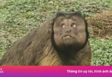 Khỉ mặt vuông gây bật cười ở Trung Quốc