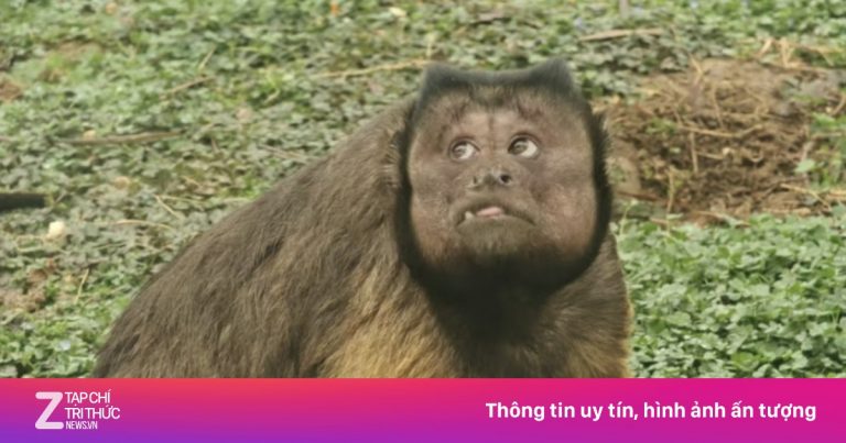 Khỉ mặt vuông gây bật cười ở Trung Quốc Khỉ mặt vuông gây bật cười ở Trung Quốc