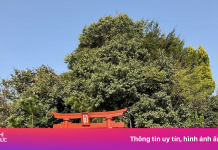 Ngọn núi chỉ mất 12 giây để lên đỉnh ở Nhật Bản