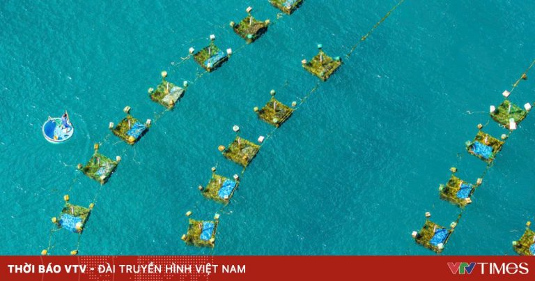 Vịnh Tôm hùm