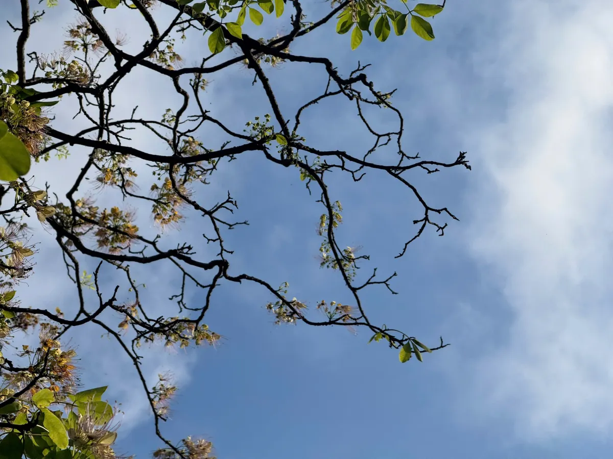 Dáng hoa bên chân tháp cổ Núi Nhạn - Ảnh 9.