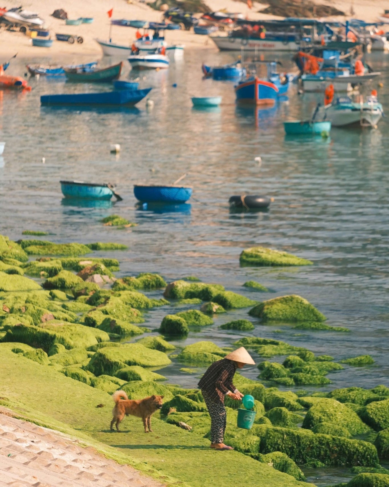 du lich Quy Nhon anh 11