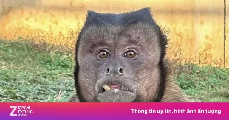 Khỉ mặt vuông nổi tiếng Trung Quốc đã qua đời Khỉ mặt vuông nổi tiếng Trung Quốc đã qua đời