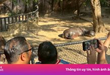 Ước mơ cuối đời của cậu bé bên hà mã lùn Moo Deng