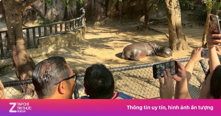 Ước mơ cuối đời của cậu bé bên hà mã lùn Moo Deng Ước mơ cuối đời của cậu bé bên hà mã lùn Moo Deng