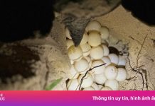 Rùa mẹ Philippines quay lại Côn Đảo đẻ trứng sau 11 ngày