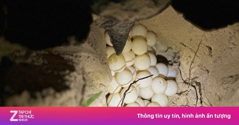 Rùa mẹ Philippines quay lại Côn Đảo đẻ trứng sau 11 ngày Rùa mẹ Philippines quay lại Côn Đảo đẻ trứng sau 11 ngày