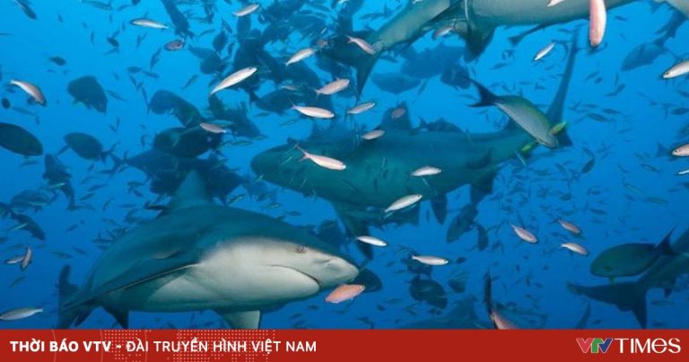 Điểm đến ngắm cá mập ngoạn mục nhất hành tinh Điểm đến ngắm cá mập ngoạn mục nhất hành tinh