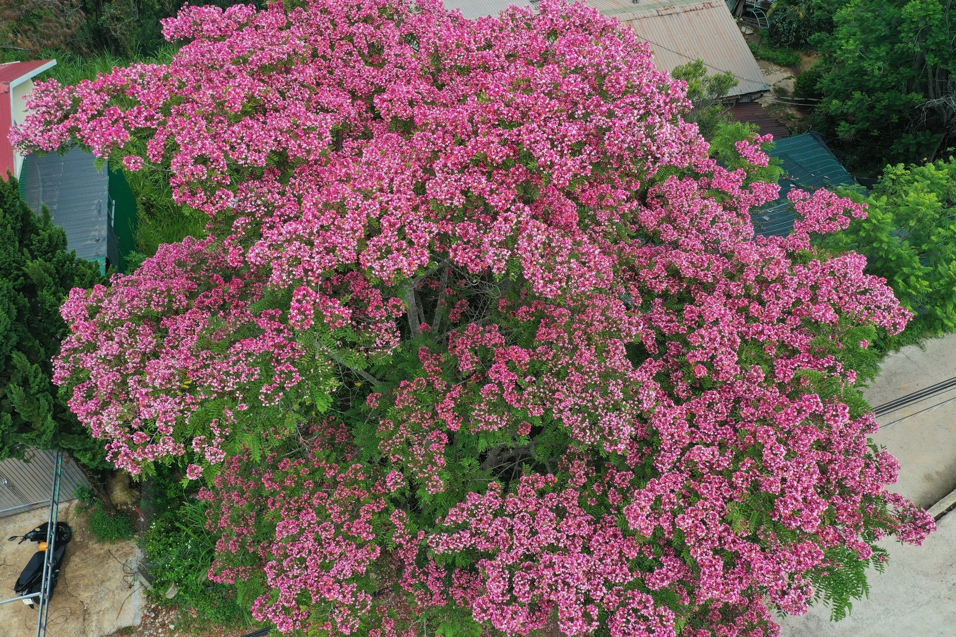đèo Mimosa muồng anh đào đà lạt 2.jpg