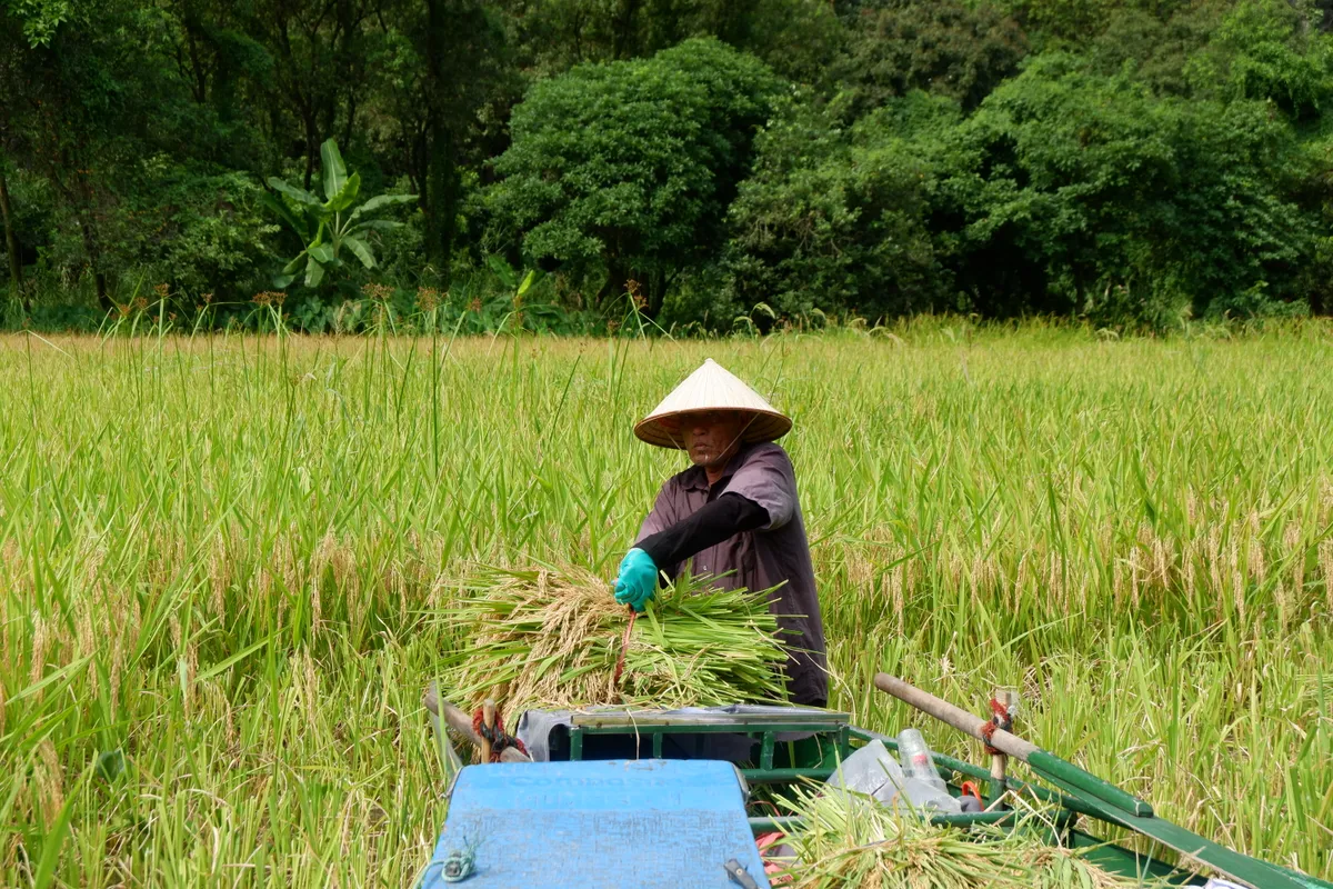 Tháng 6 về Tam Cốc: Dạo thuyền ngắm lúa vàng, nghe hồn quê vọng lại - Ảnh 4.