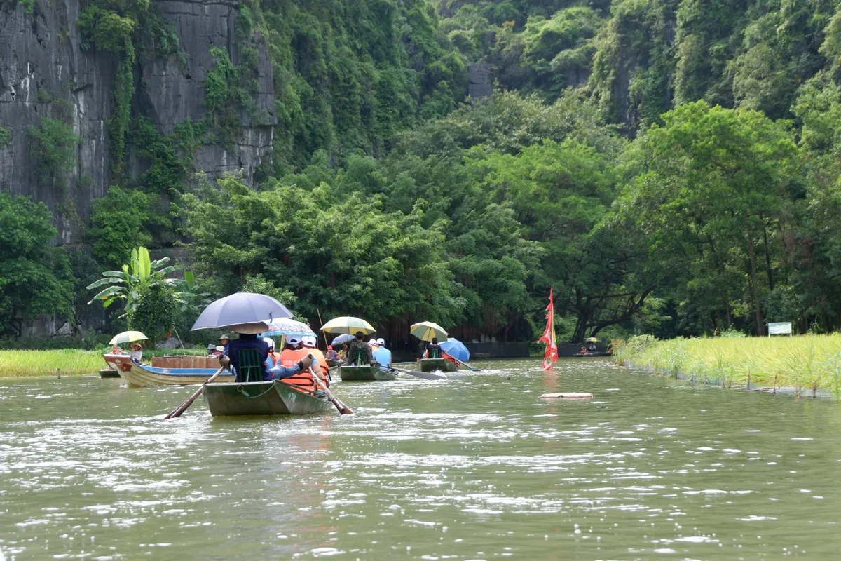 Tháng 6 về Tam Cốc: Dạo thuyền ngắm lúa vàng, nghe hồn quê vọng lại - Ảnh 1.