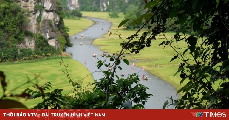 Tháng 6 về Tam Cốc: Dạo thuyền ngắm lúa vàng, nghe hồn quê vọng lại Tháng 6 về Tam Cốc: Dạo thuyền ngắm lúa vàng, nghe hồn quê vọng lại