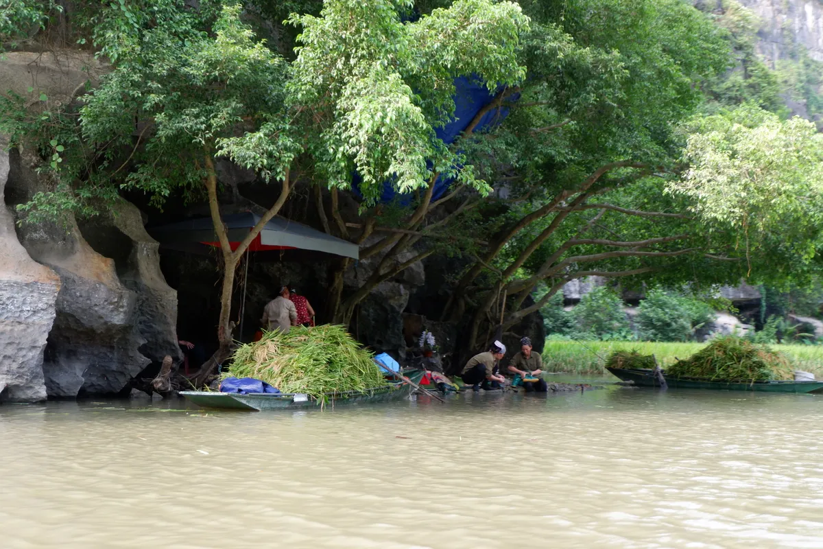 Tháng 6 về Tam Cốc: Dạo thuyền ngắm lúa vàng, nghe hồn quê vọng lại - Ảnh 7.
