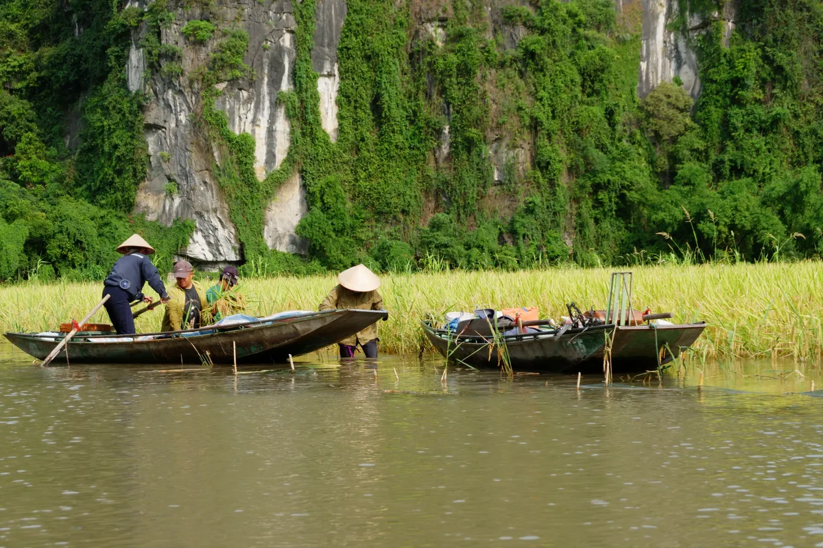 Tháng 6 về Tam Cốc: Dạo thuyền ngắm lúa vàng, nghe hồn quê vọng lại - Ảnh 5.