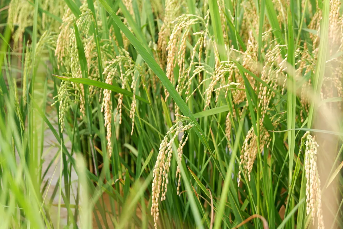 Tháng 6 về Tam Cốc: Dạo thuyền ngắm lúa vàng, nghe hồn quê vọng lại - Ảnh 6.