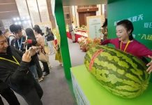 Chiêm ngưỡng trái dưa hấu nặng gần 100kg gây sửng sốt