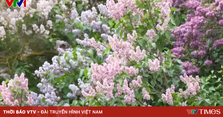 Đắm chìm trong sắc hoa tử đinh hương nở rộ tại Nga Đắm chìm trong sắc hoa tử đinh hương nở rộ tại Nga