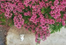 Loài hoa nở từng chùm lớn, sắc hồng ngọt ngào, hút khách đến Đà Lạt chụp ảnh