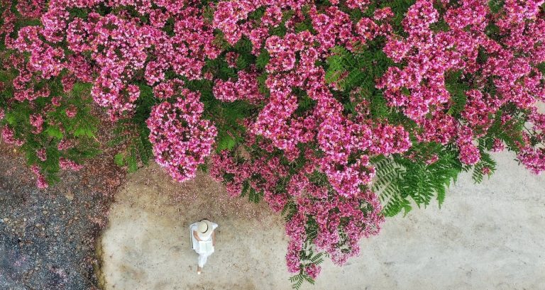 Loài hoa nở từng chùm lớn, sắc hồng ngọt ngào, hút khách đến Đà Lạt chụp ảnh Loài hoa nở từng chùm lớn, sắc hồng ngọt ngào, hút khách đến Đà Lạt chụp ảnh