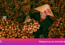 Bắc Giang rực rỡ, rộn ràng mùa vải chín