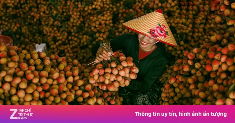 Bắc Giang rực rỡ, rộn ràng mùa vải chín Bắc Giang rực rỡ, rộn ràng mùa vải chín