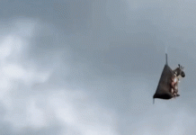 Cảnh giải cứu ngựa vằn trên không thành ‘meme’ ở Mỹ