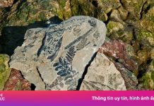 Bãi biển đầy dấu tích khủng long, rết tiền sử tại Canada