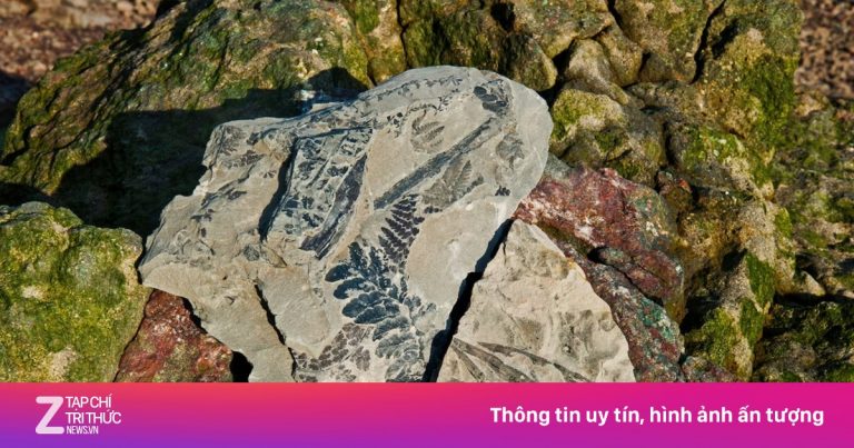 Bãi biển đầy dấu tích khủng long, rết tiền sử tại Canada Bãi biển đầy dấu tích khủng long, rết tiền sử tại Canada