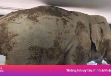 Voi hoang Thái Lan vào cửa hàng ăn vặt